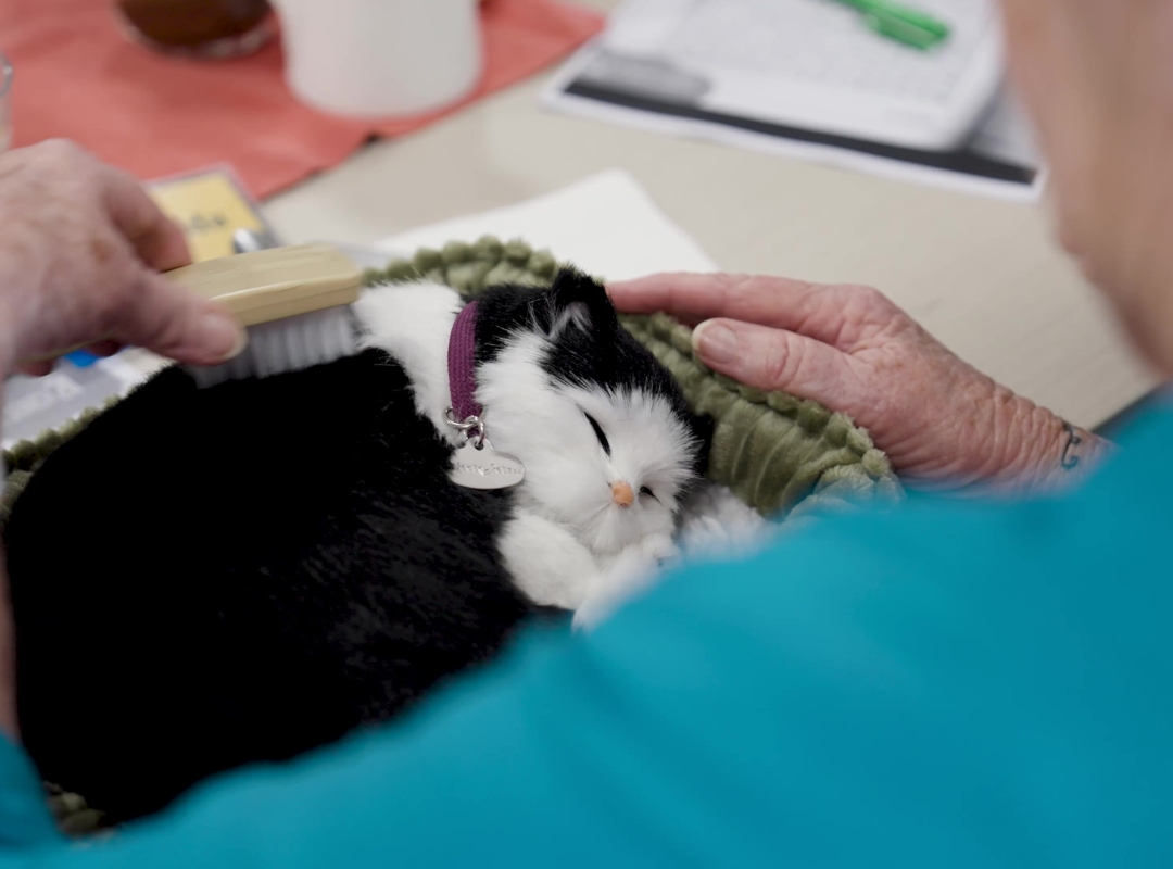 Elderly hands gently pet and brush a small black-and-white therapeutic kitten with a purple collar while it rests on a green cushion.